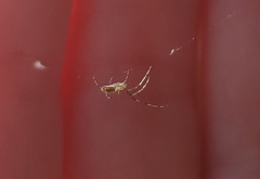Leucauge venusta