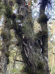 Tillandsia bartramii