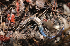 Plestiodon multilineatus