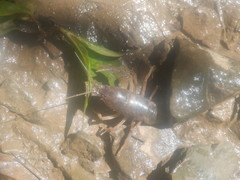 Cambarus tenebrosus