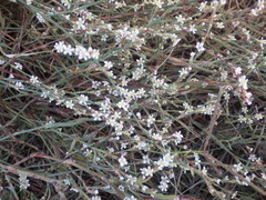 Polygonum equisetiforme