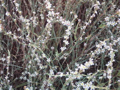 Polygonum equisetiforme