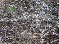 Polygonum equisetiforme
