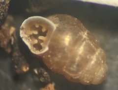 Vertigo rugosula