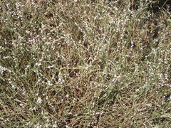 Polygonum equisetiforme
