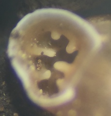 Vertigo rugosula