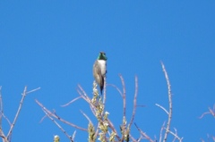 Oreotrochilus estella