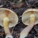 Gymnopilus fulvosquamulosus - Photo (c) Aidan Campos, some rights reserved (CC BY-NC), uploaded by Aidan Campos