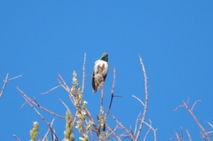 Oreotrochilus estella