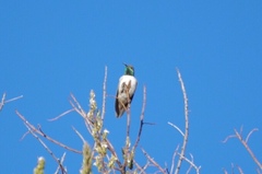 Oreotrochilus estella