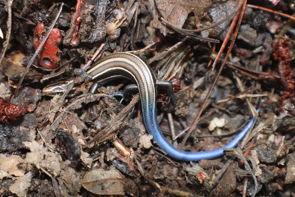 Chihuahuan Skink