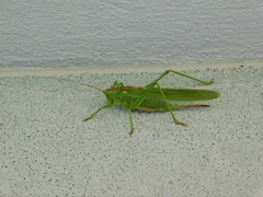 Tettigonia viridissima