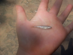 Luxilus chrysocephalus