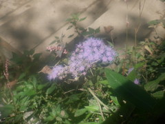 Conoclinium coelestinum