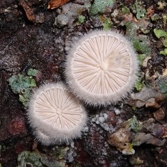 Schizophyllaceae