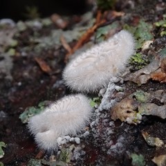 Schizophyllaceae