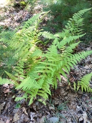 Dennstaedtia