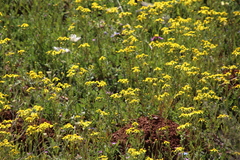 Senecio abruptus