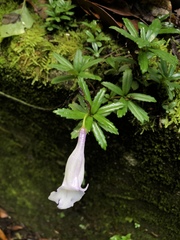 Lysionotus pauciflorus pauciflorus