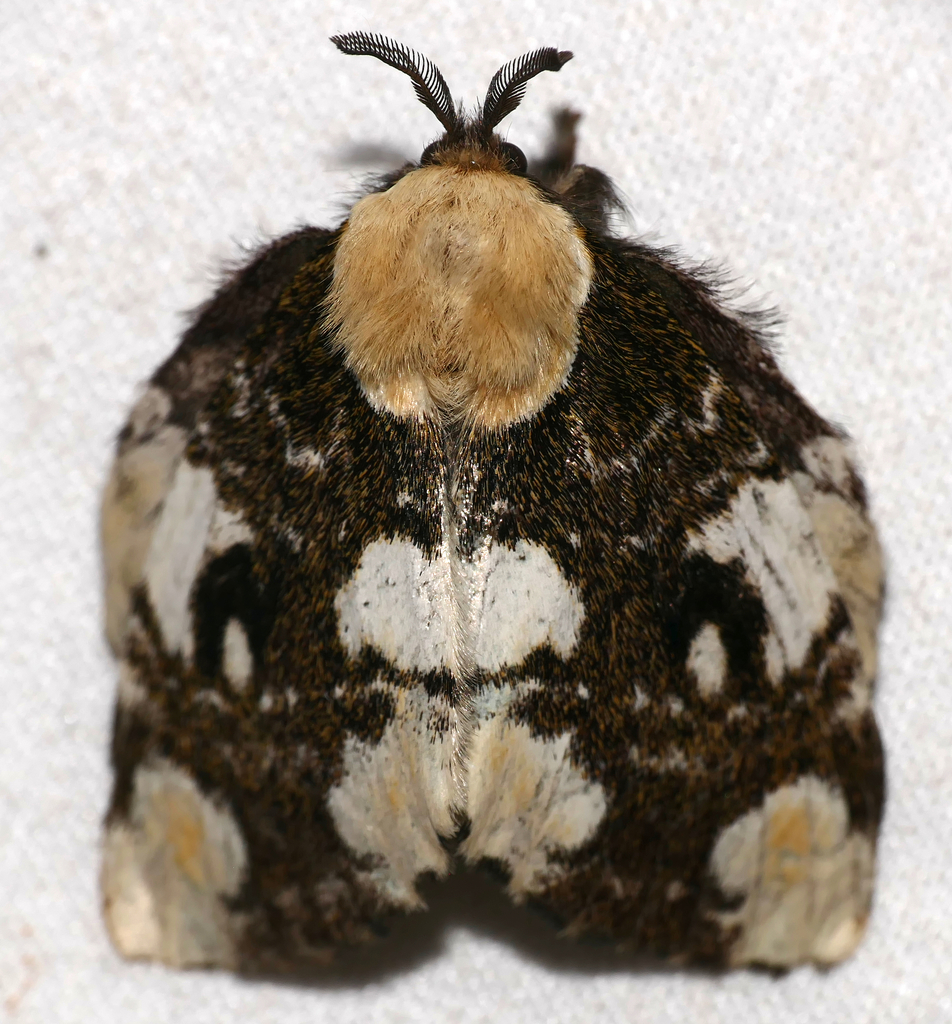 Euglyphis thyatira