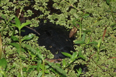 Trachemys scripta elegans