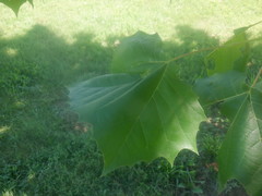 Platanus occidentalis