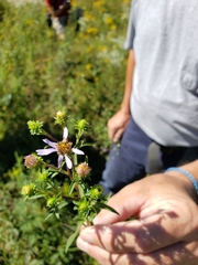 Eurybia surculosa