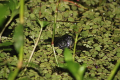 Trachemys scripta elegans