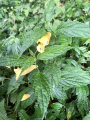 Impatiens tayemonii
