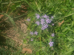 Conoclinium coelestinum