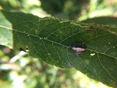 Neolasioptera vernoniae