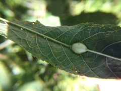 Neolasioptera vernoniae