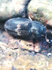 Biphyllus lunatus