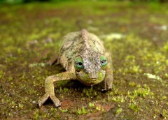 Kinyongia rugegensis