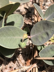 Euphorbia ipecacuanhae