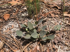 Euphorbia ipecacuanhae