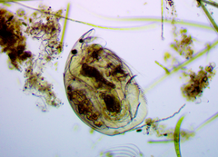 Coronatella rectangula