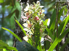Prosthechea radiata