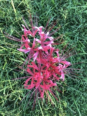 Lycoris
