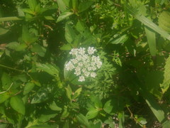Daucus carota