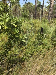 Hypericum cistifolium