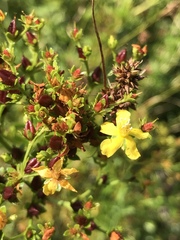 Hypericum cistifolium
