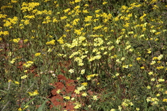 Senecio abruptus
