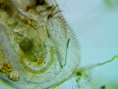 Coronatella rectangula