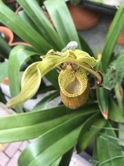 Phragmipedium