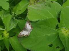 Antigonus emorsa