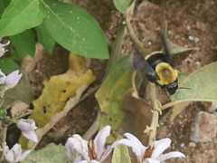 Bombus steindachneri