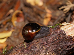 Victaphanta compacta