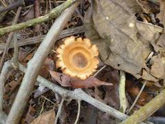 Fungi