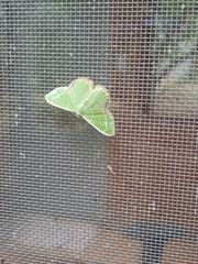 Comibaena nigromacularia